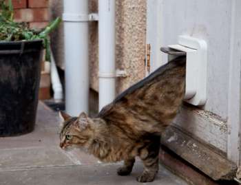 Двері для кішки своїми руками