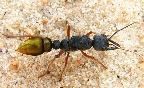 Мурахи бульдоги: опис життя і фото цих комах