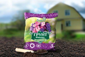 Вирощування, догляд та розмноження сенполії в домашніх умовах