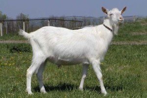 Горьковская порода кіз