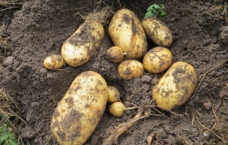 Вирощуємо картоплю під соломою