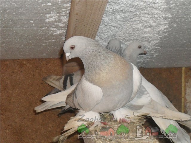 Огляд породи голубів Касаны, їх фото та відео