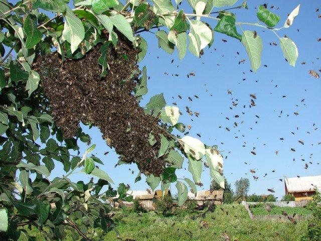 Правила утримання бджіл у населених пунктах