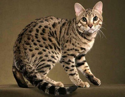 Бенгальська кішка – особливості породи і правила утримання