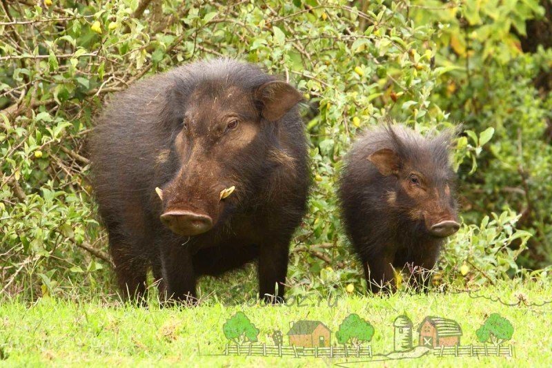 Огляд великої дикої лісової свині, її опис та фото