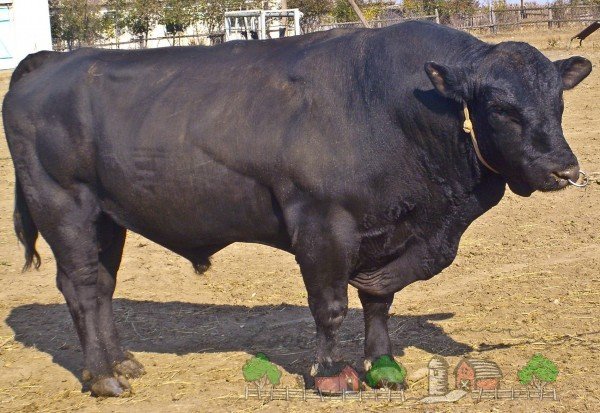 Породи корів мясного напрямку: їх опис та фото