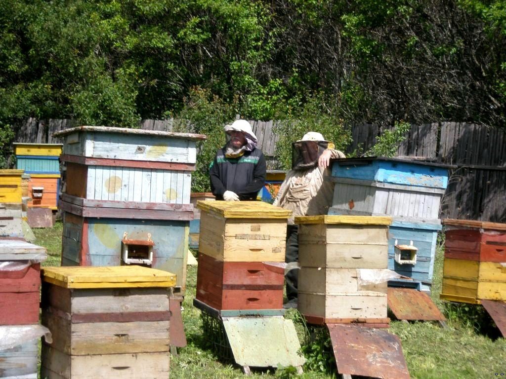 Повний відео курс по бджільництву від Цебро