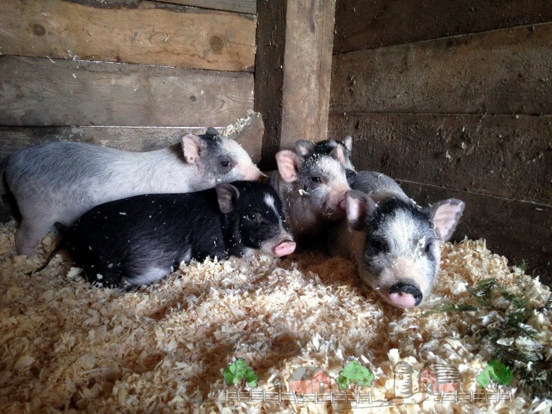 Раціон харчування і догляд за свинями вєтнамськими
