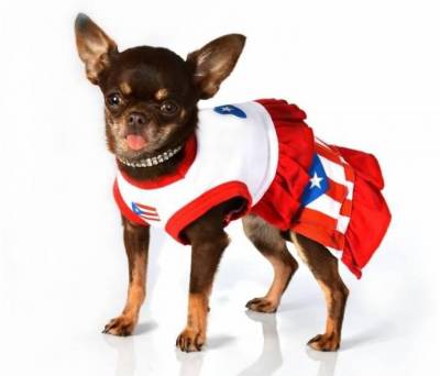 Найменша собака в світі: ТОП 3 рейтинг