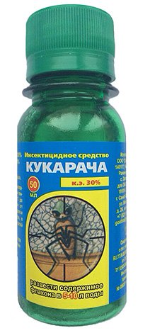 Підвальні блохи в квартирі і як їх вивести