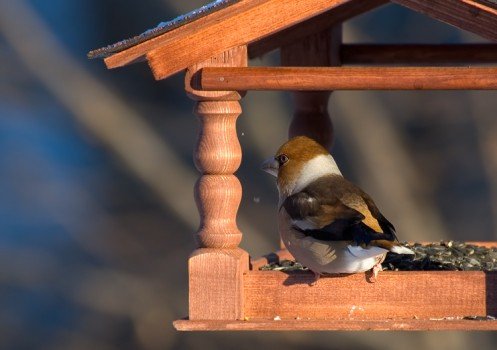Що слід знати про годування птахів взимку?
