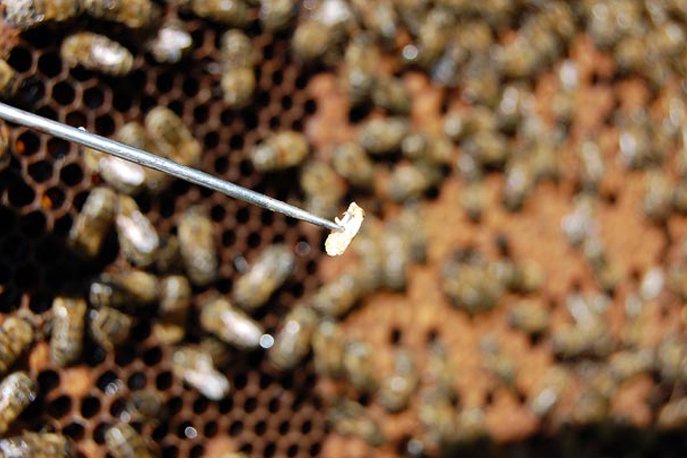 Аскосфероз бджіл: симптоми недуги, лікування і відео