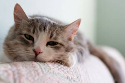 Гастрит у кішок: симптоми, лікування та профілактика
