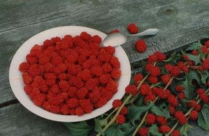 Вирощування шпинату в городі, відкритому грунті з насіння