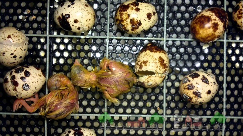 Як проходить інкубація перепелиних яєць: огляд і фото