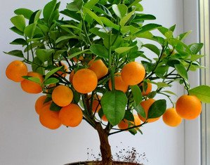 Який догляд потрібен мандариновому дереву в квартирі?