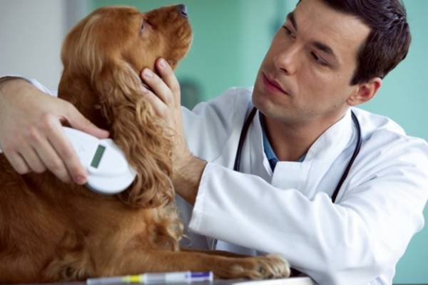 Чіпування собак   просто про складне