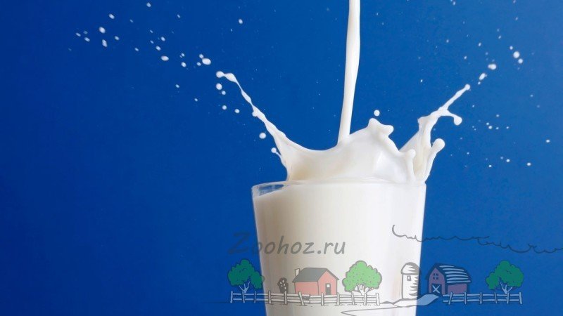 Чому у корови гірчить молоко: причини й рішення