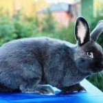 Огляд породи віденський блакитний кролик: особливості зовнішнього вигляду і разведенияОбзор породи віденський блакитний кролик: особливості зовнішнього вигляду і розведення
