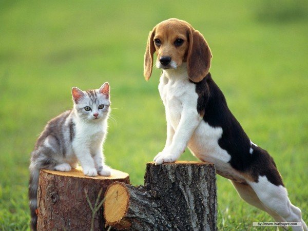 Кішка і собака: хто з них розумніший