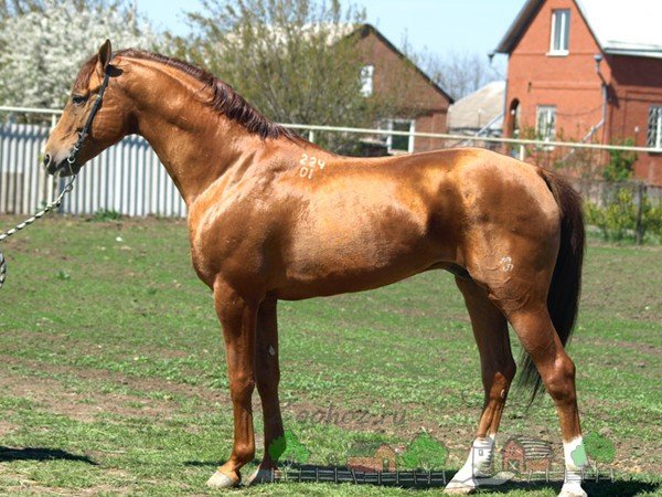 Огляд російських порід коней з описом і фотографіями