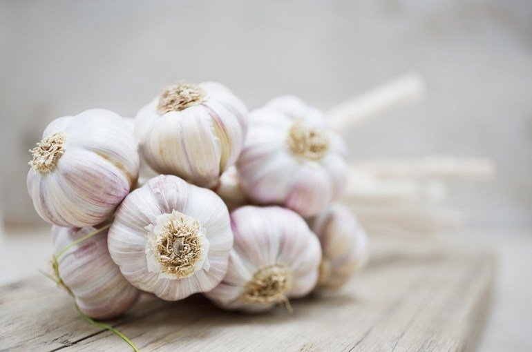 Користь часнику. Часник   ваше здоровя і довголіття