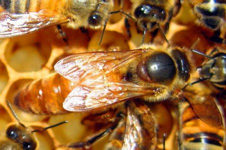 Бджолина матка: етапи розвитку, як зявляється, опис