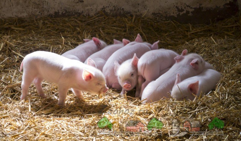 Як вигодувати поросят без свиноматки: поради та відео