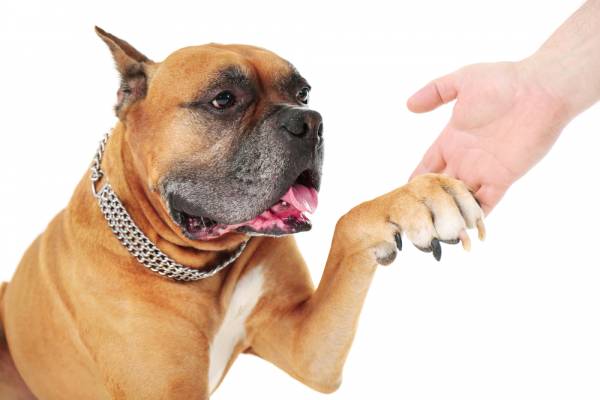Бруцельоз у собак: основні відомості, терапія і ступінь небезпеки для людини