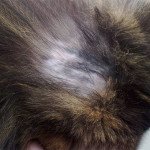 Чому у кішки випадає шерсть   причини і лікування