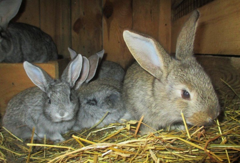 Від чого гинуть кроленята: причини та розвязання проблеми