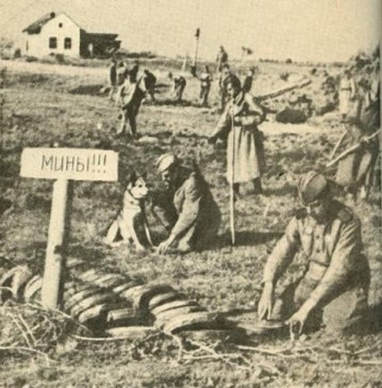 Собаки під час Великої вітчизняної війни: чотирилапі герої перемоги