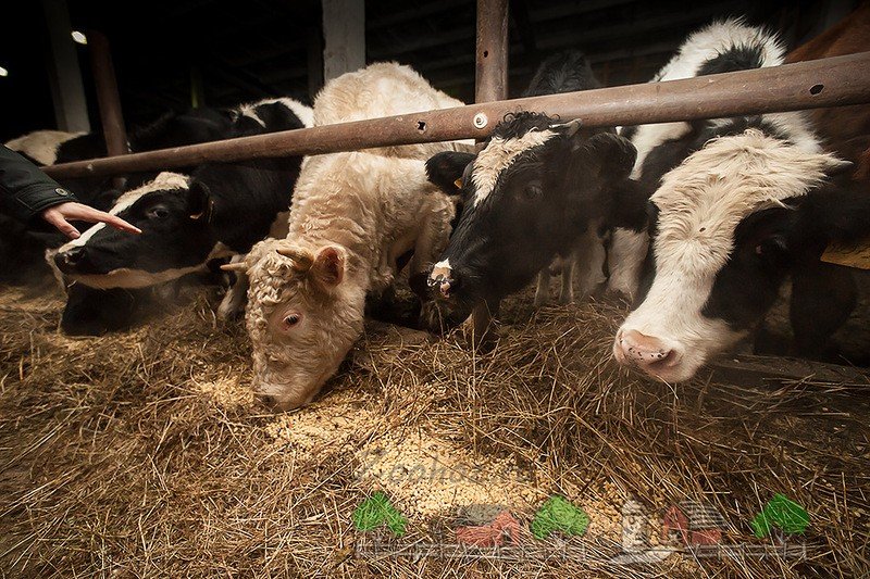 Годівля корів у домашніх умовах: огляд і раціон