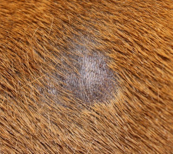 Дерматомікози у собак та їх прояви