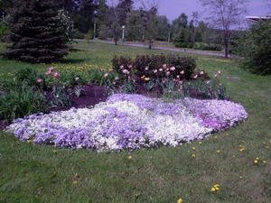 Квітка лобелія багаторічна «Російська принцеса», «Ластівчине гніздо» та інші види