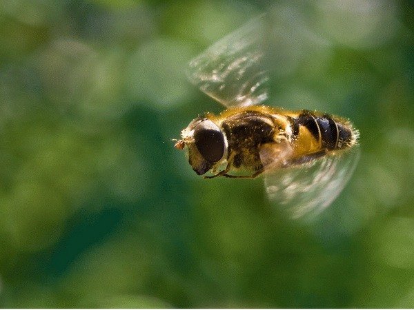 Всі особливості весняного обльоту бджіл: огляд і відео