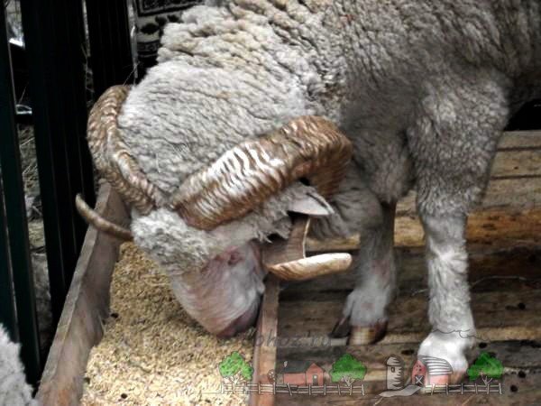 Що їдять вівці і як їх годувати в домашніх умовах