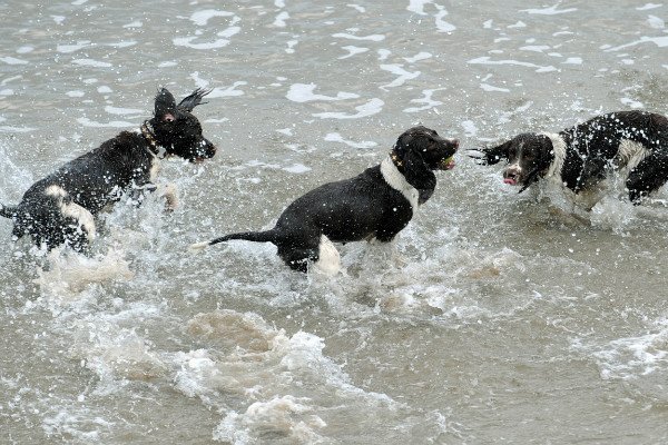Бронхіт у собак: причини виникнення та методи лікування