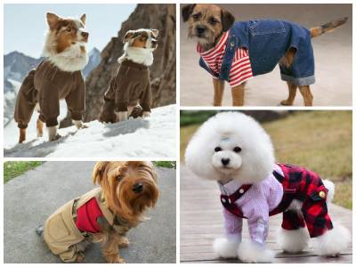 Потрібна домашнім собакам одяг?