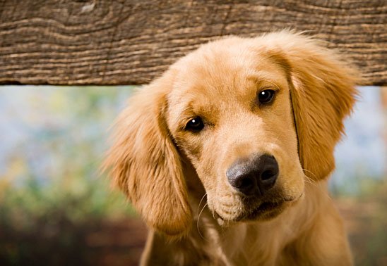 Як пережити смерть коханої собаки? Поради дорослим та батькам малюків