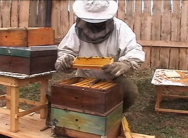 Вулик Удав: особливості конструкції і пчеловедения, виготовлення своїми руками