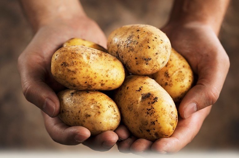 Користь картоплі   його харчова цінність і лікувальні властивості