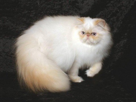Гімалайська кішка – характеристика вигляду і поведінки