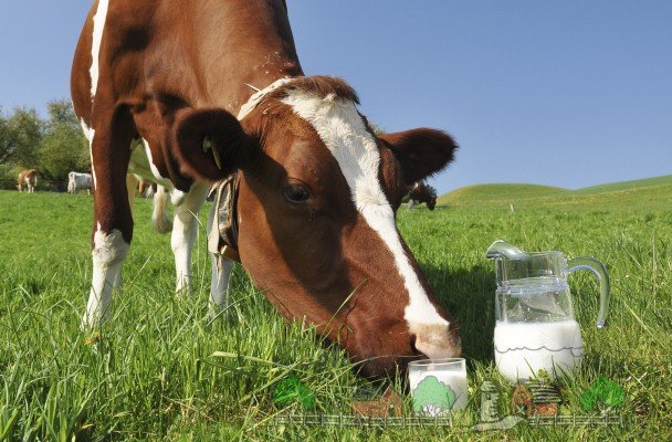 Чому у корови гірчить молоко: причини й рішення
