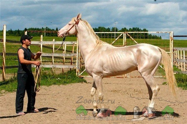 Ахалтекінська порода коней: її огляд, відео та фото