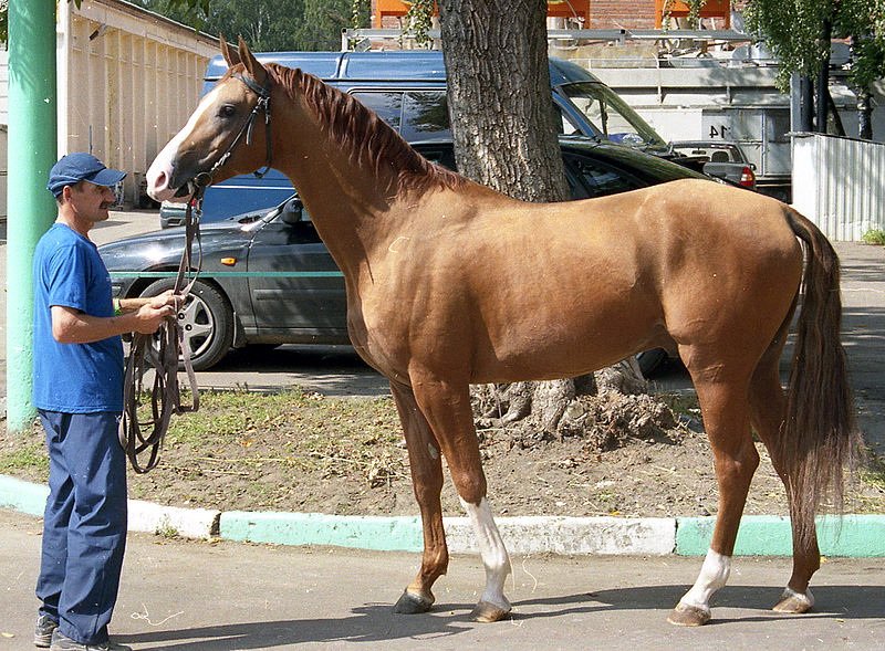Огляд донської породи коней, її опис та фото