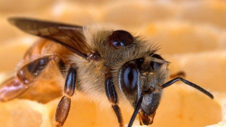 Лікування вароатозу бджіл: методи боротьби і обробки