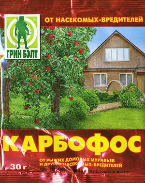 Попелиця на розсаду перцю: причини появи і як з нею боротися