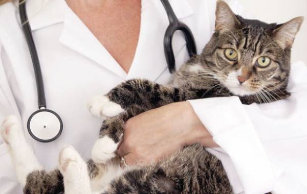 Гіпотиреоз у кішок: причини, симптоми, діагностика і лікування