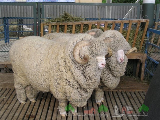 Огляд породи овець Радянський Меринос: фото та відео